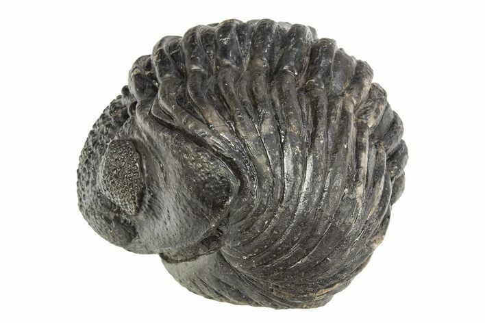 Perfectly Enrolled Drotops Trilobite - About / Around #312780